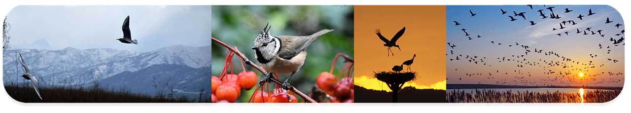 تصاویر باکیفیت پرندگان PNG